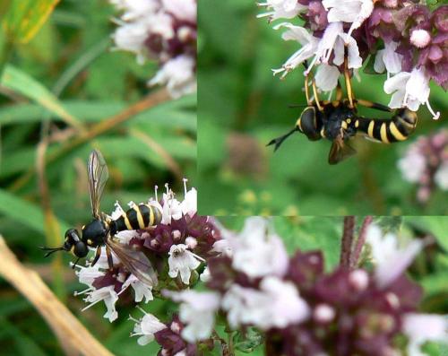 Réf. 32 860 : Conops flavipes
