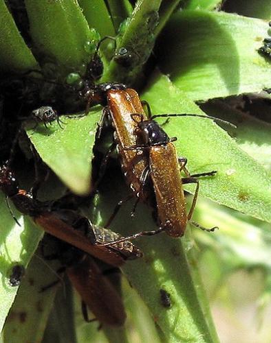Rhagonycha sp.