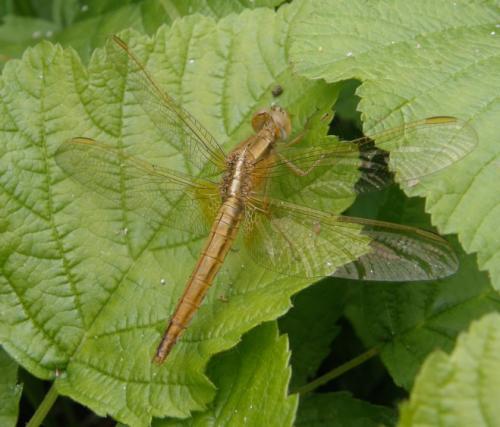Crocothemis erythraea