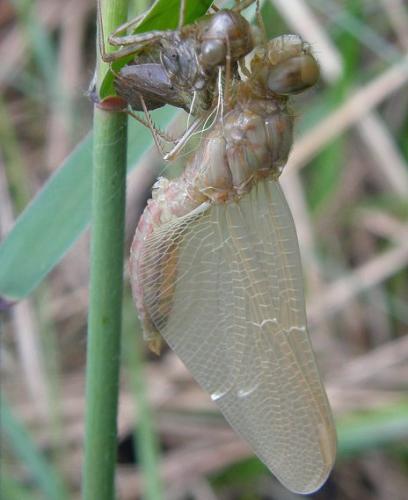 Crocothemis erythraea