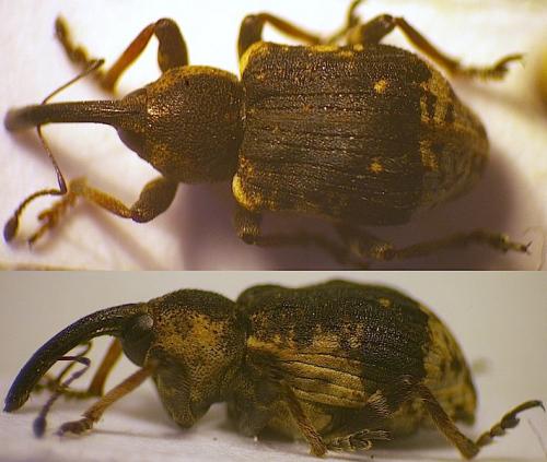 Grypus equiseti