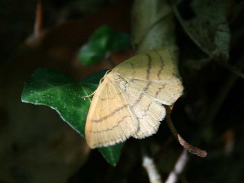 Réf. 32 537 : Cyclophora linearia
