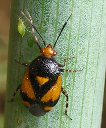 Deraeocoris schach
