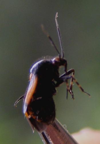 Deraeocoris schach