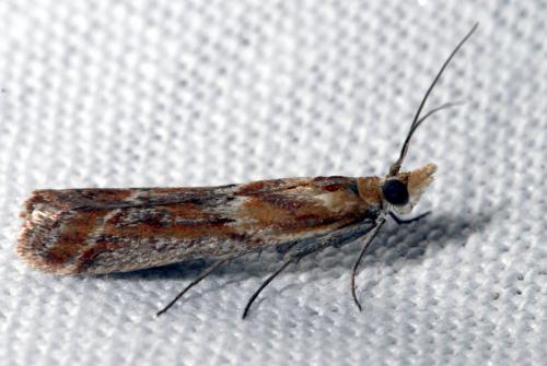 Réf. 32 609 : Ancylosis cinnamomella