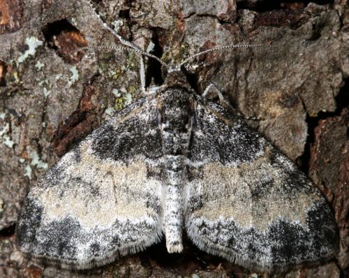 Réf. 32 134 : Lobophora halterata