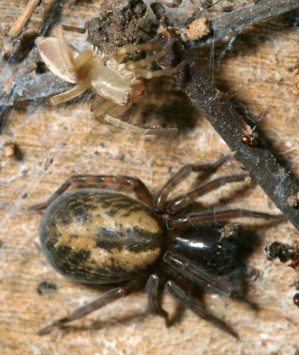 Amaurobius sp.