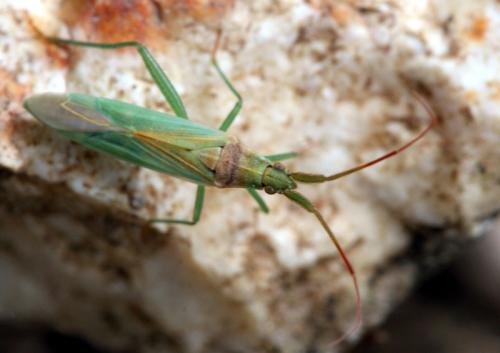 Stenodema sp.