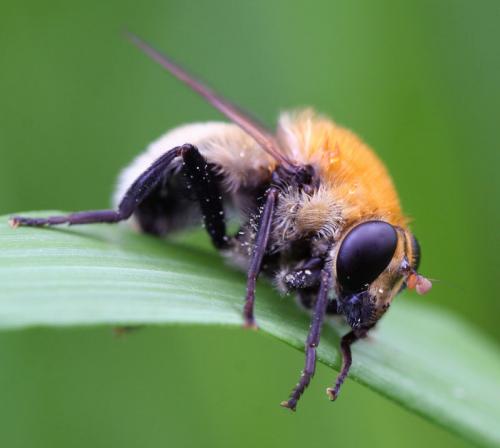 Réf. 32 512 : Criorhina berberina