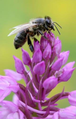Apis mellifera
