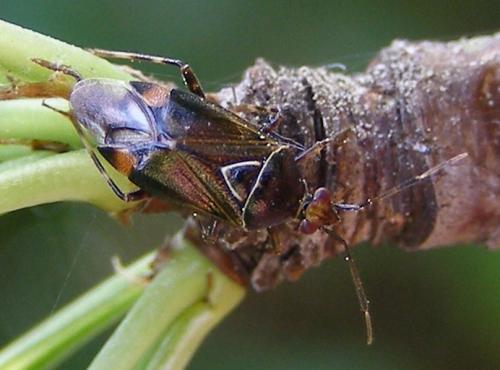 Réf. 32 943 : Deraeocoris flavilinea