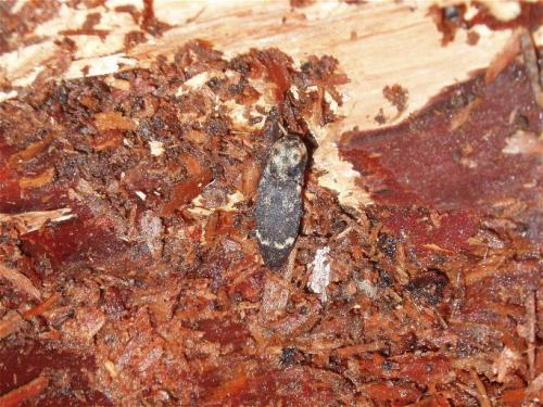 Réf. 32 394 : Danosoma fasciata