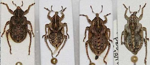 Brachypera dauci