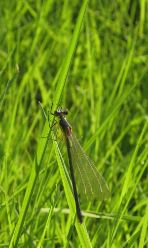 Lestes sp.