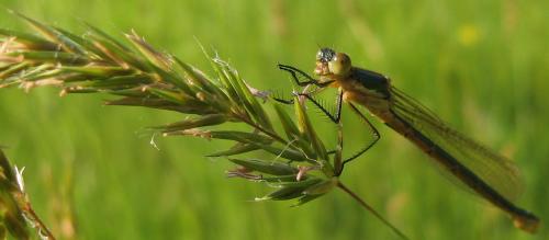 Lestes sp.