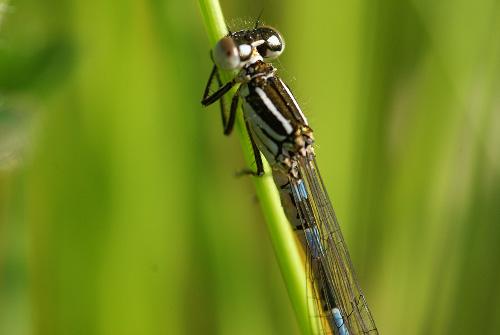 Coenagrion mercuriale