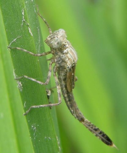 Platycnemis pennipes