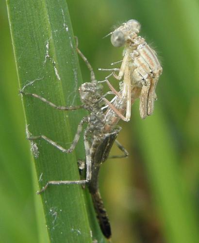 Platycnemis pennipes