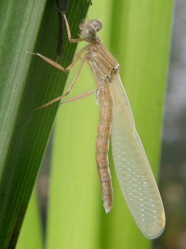 Platycnemis pennipes