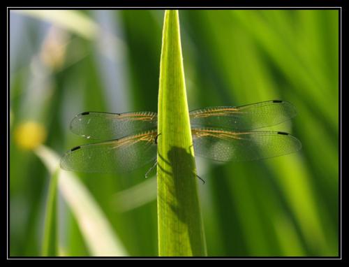 Libellula fulva