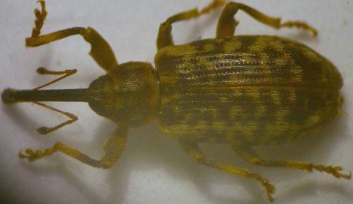 Dorytomus dejeani