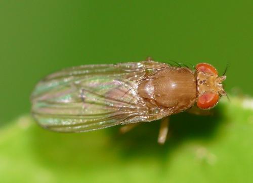 Drosophila histrio