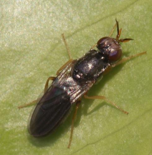 Chyliza extenuata