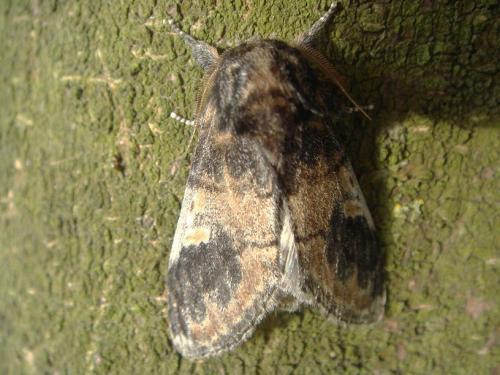 Notodonta tritophus