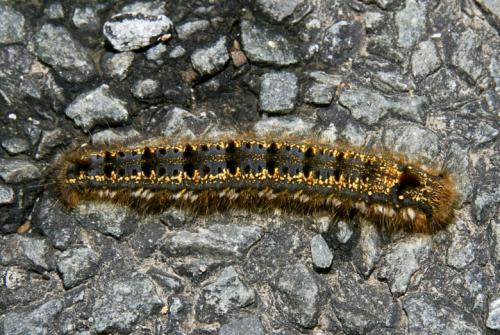 Euthrix potatoria
