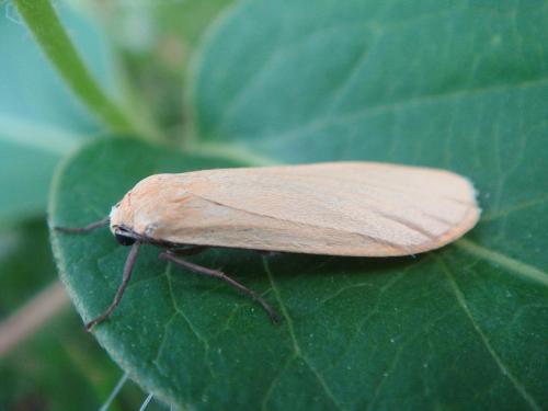 Réf. 32 547 : Eilema sororcula