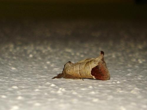 Réf. 32 201 : Clostera curtula