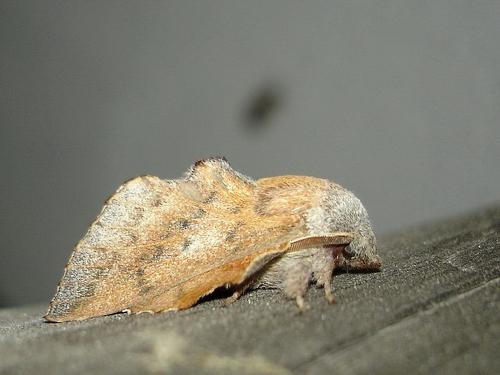 Réf. 32 374 : Phyllodesma tremulifolia