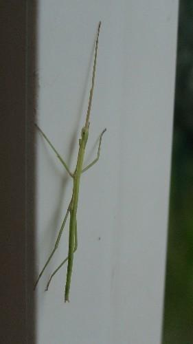 Réf. 32 622 : Clonopsis gallica
