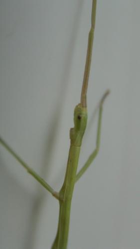 Clonopsis gallica