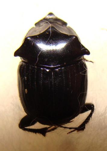 Strandius gagates