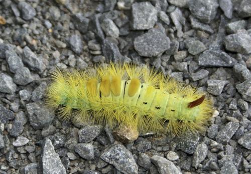 Calliteara pudibunda