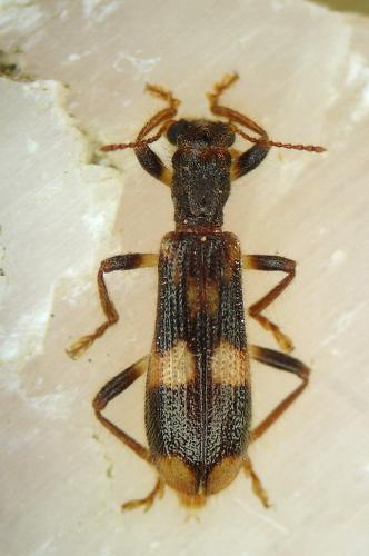 Opilo mollis