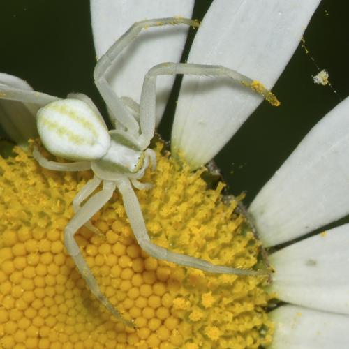Misumena vatia