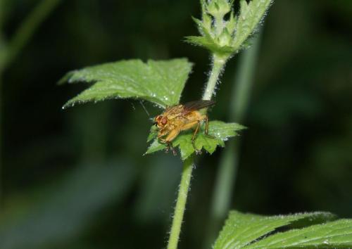 Scathophaga stercoraria