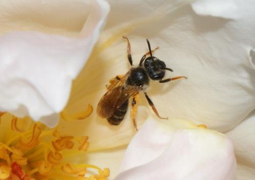 Andrena sp.