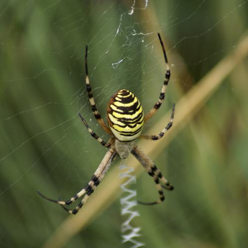 Réf. 32 681 : Argiope bruennichi