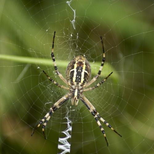 Argiope bruennichi