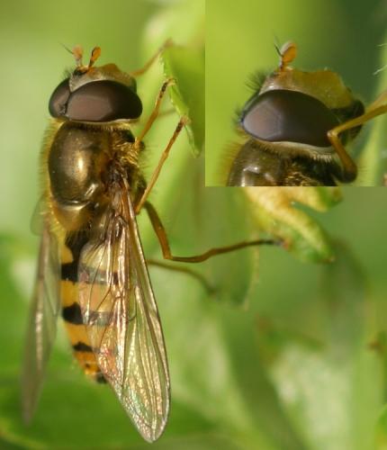 Epistrophe melanostoma
