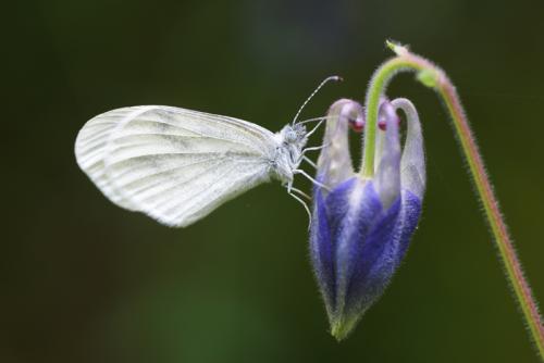 Leptidea sinapis