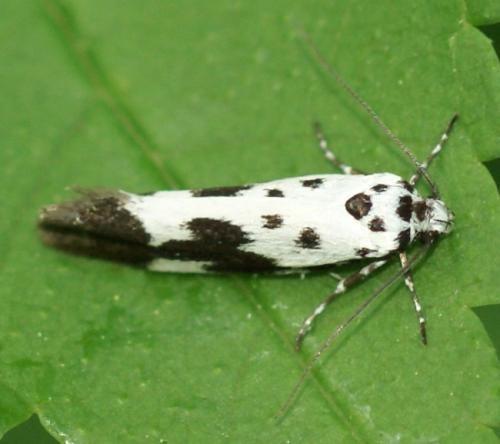 Ethmia quadrillella