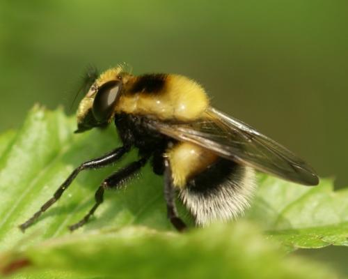 Volucella bombylans