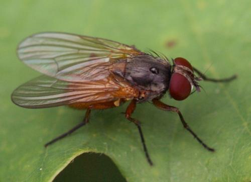 Fannia lustrator