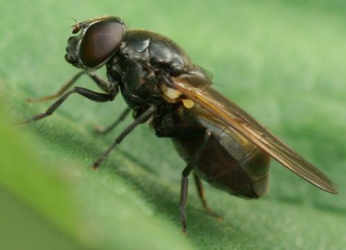 Réf. 32 190 : Cheilosia sp.