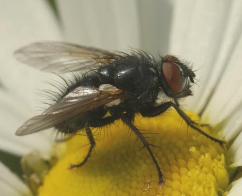 Réf. 32 186 : Macquartia sp.