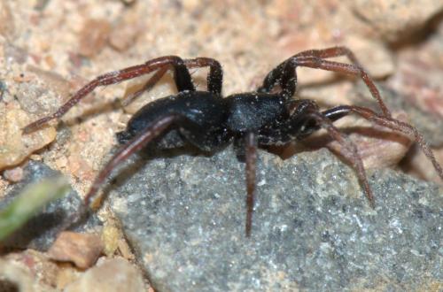 Réf. 32 438 : Trachyzelotes pedestris